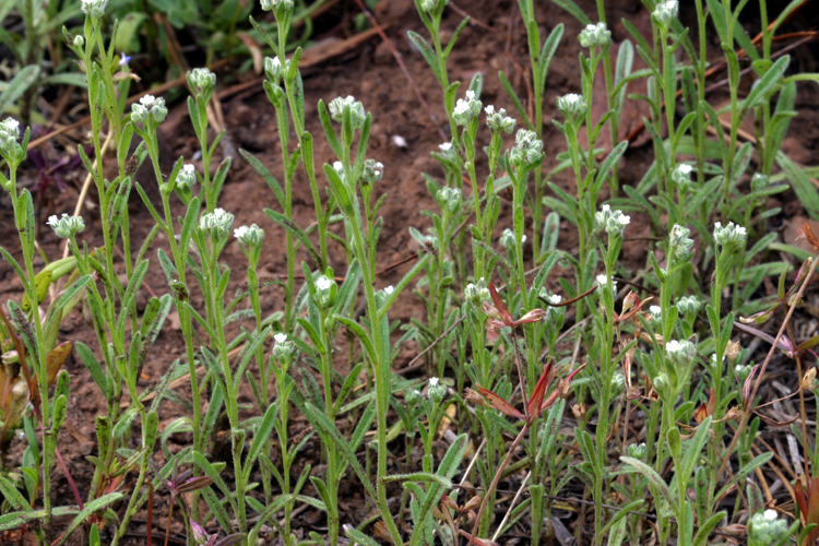 Image of pinewoods cryptantha