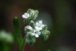 صورة Cryptantha simulans Greene