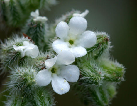 صورة Cryptantha simulans Greene