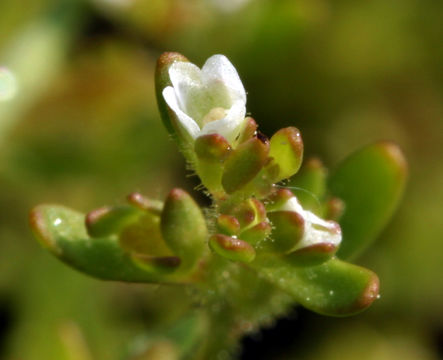 Image of hairy purslane speedwell