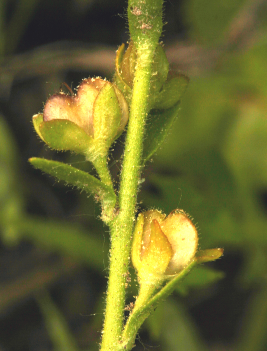 Image of hairy purslane speedwell