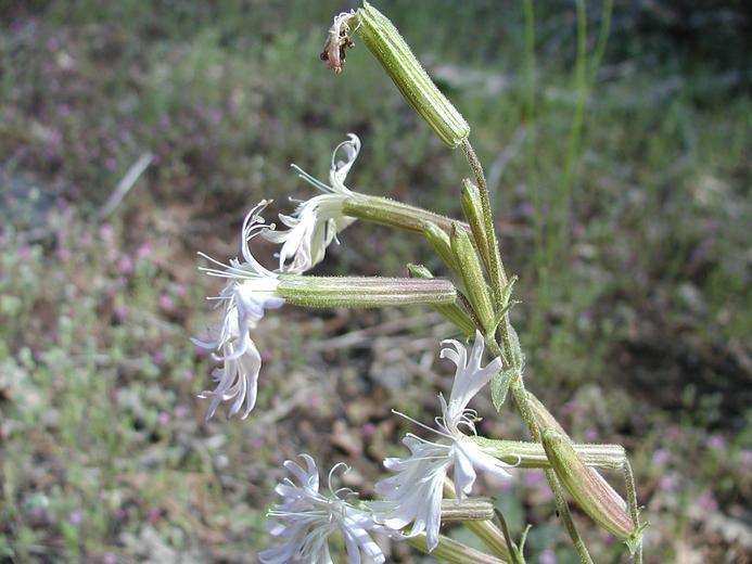 صورة Silene occidentalis S. Wats.