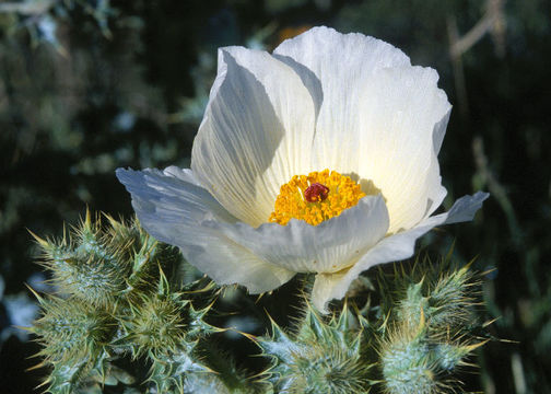 Image of hedgehog pricklypoppy