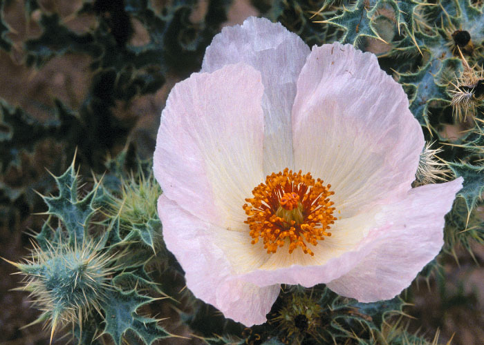 Image of hedgehog pricklypoppy