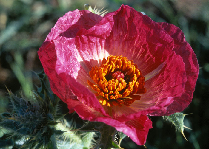 Image of hedgehog pricklypoppy