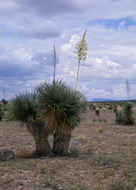 Imagem de Yucca elata (Engelm.) Engelm.