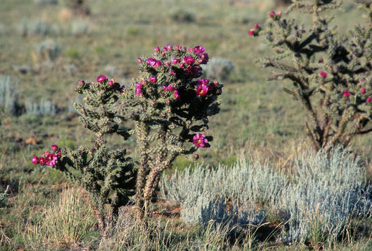 Image de Cylindropuntia imbricata (Haw.) F. M. Knuth