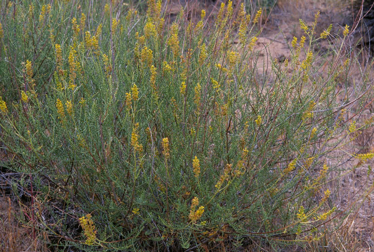 Image of common dunebroom