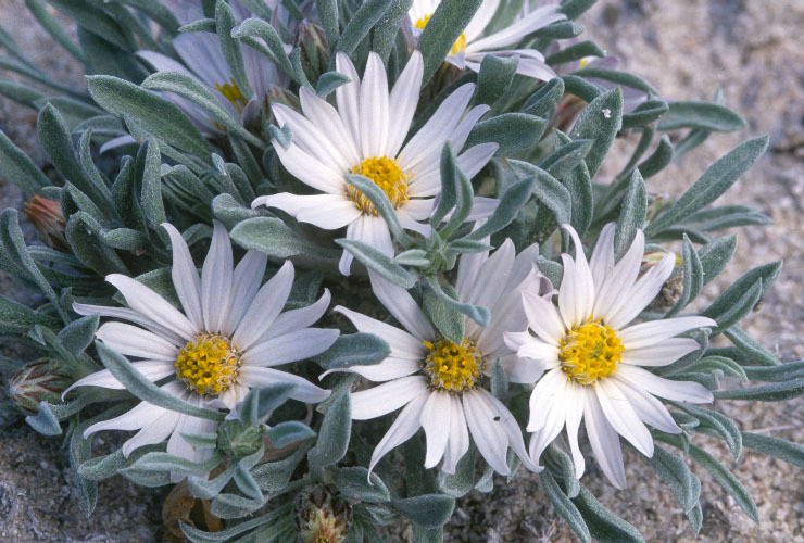 Image of hoary Townsend daisy