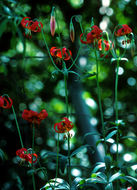 Image de Lilium pardalinum subsp. pitkinense (Beane & Vollmer) M. W. Skinner