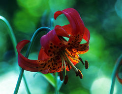 Image de Lilium pardalinum subsp. pitkinense (Beane & Vollmer) M. W. Skinner