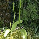 Image de Ophioglossum pusillum Raf.