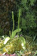 Image of adder's-tongue