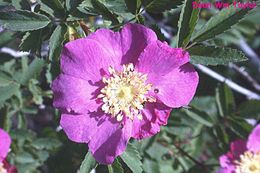 Rosa bridgesii Crepin ex Rydb. resmi