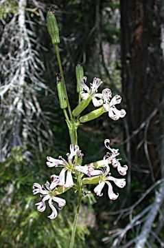 Image de Silene occidentalis S. Wats.