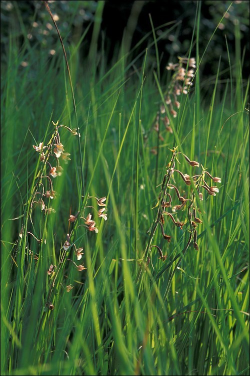 Image of Marsh Helleborine