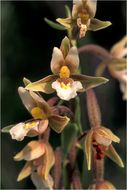 Image of Marsh Helleborine