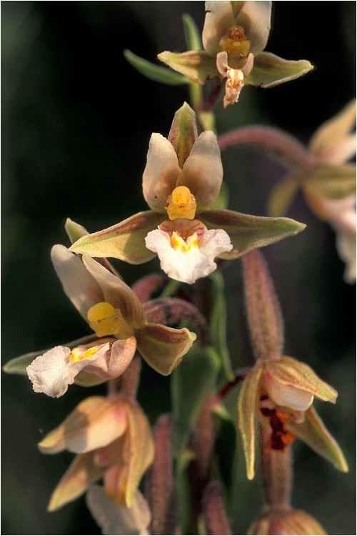 Image of Marsh Helleborine