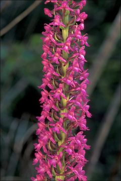 Image of <i>Gymnadenia conopsea</i> ssp. <i>densiflora</i>