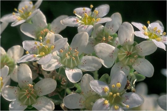 Image of Saxifraga hostii Tausch