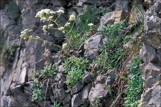 Image of Saxifraga hostii Tausch