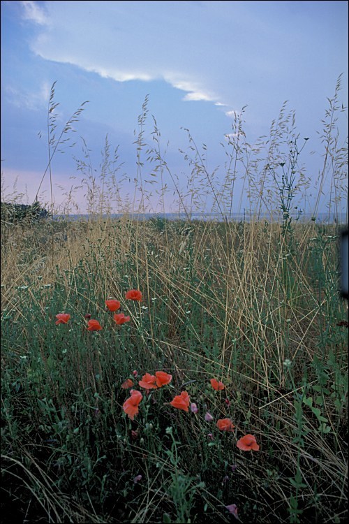 Image of corn poppy