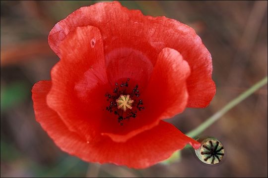 Image of corn poppy