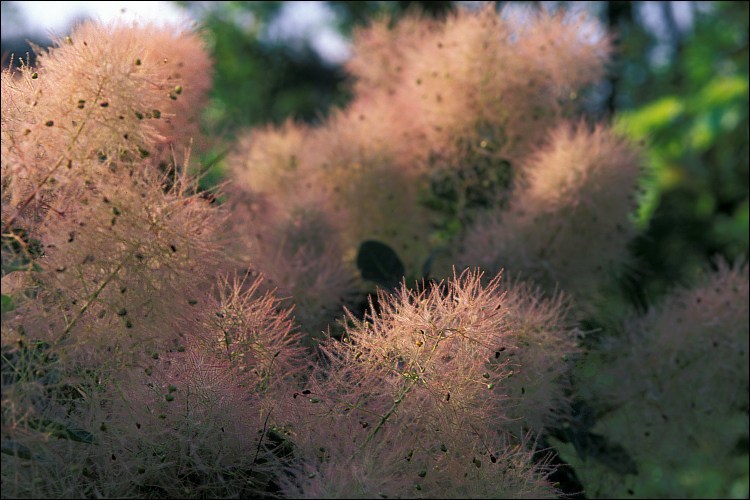 Cotinus coggygria Scop. resmi