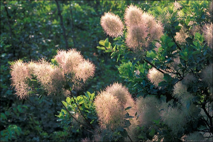 Cotinus coggygria Scop. resmi