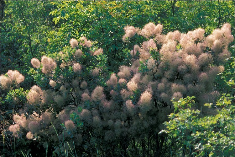 Cotinus coggygria Scop. resmi