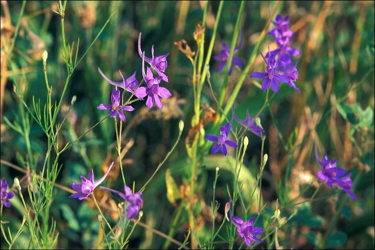 Image of forking larkspur