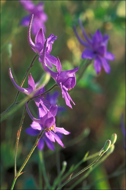 Image of forking larkspur