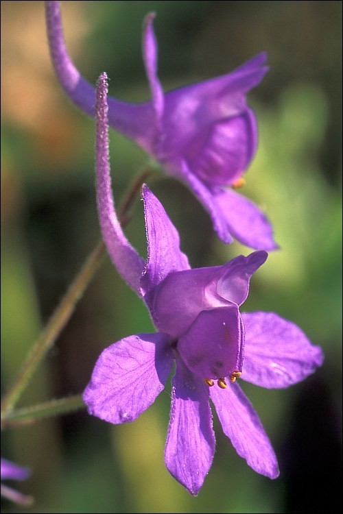 Image of forking larkspur