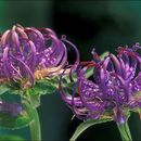 Image of Round-headed Rampion