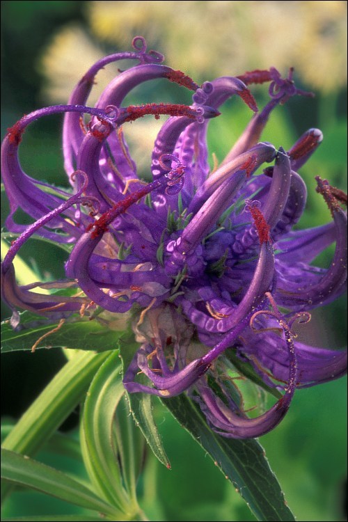 Image of Round-headed Rampion