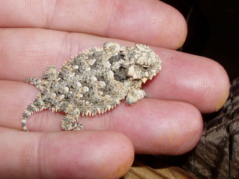 Image of San Diego Horned Lizard