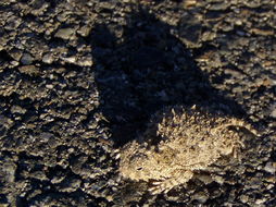 Image of San Diego Horned Lizard