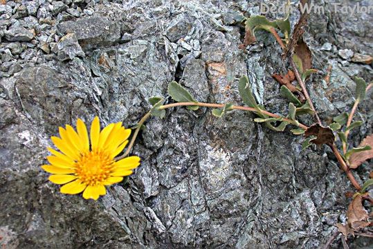 Image of hairy gumweed