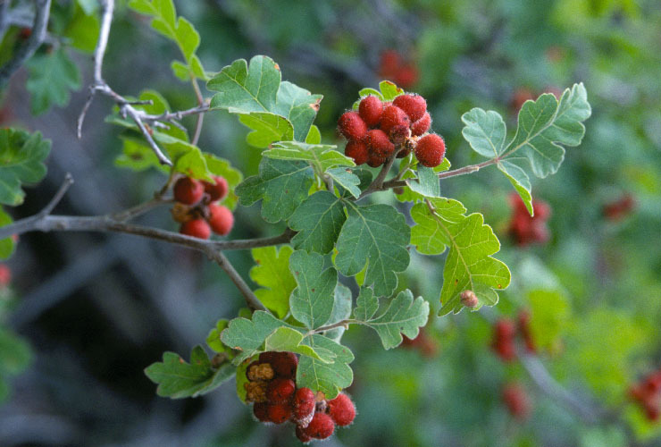 Image de Rhus trilobata Nutt.