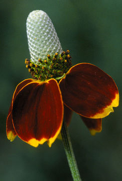 Image of Mexican hat