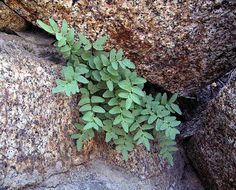 Image of Brewer's cliffbrake