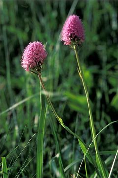 Image of Round-headed orchid