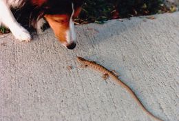 Image of Southern Alligator Lizard