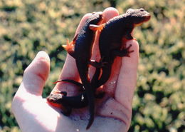 Image of California Newt