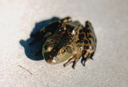 Слика од Lithobates catesbeianus (Shaw 1802)