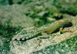 Image of Zebratail Lizard