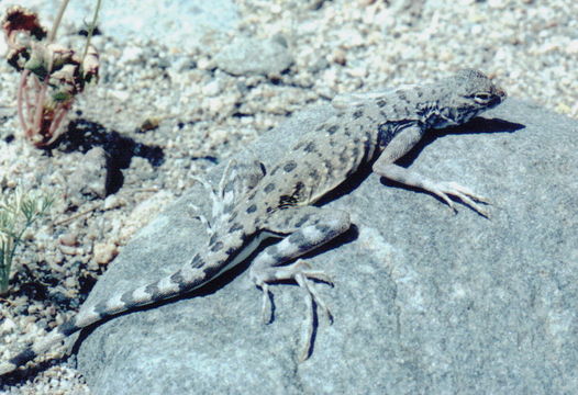 Image of Zebratail Lizard