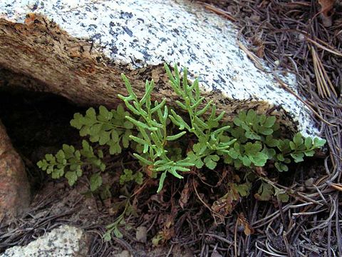 Cryptogramma acrostichoides R. Br. apud Richards. resmi