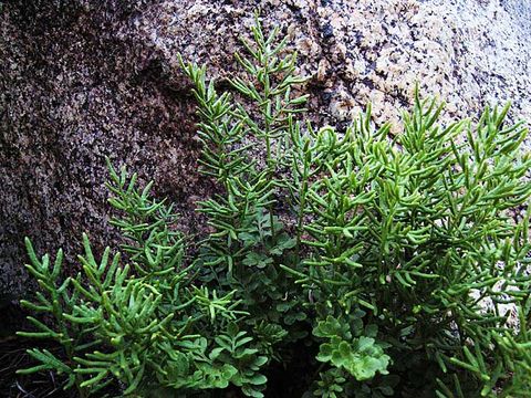 Cryptogramma acrostichoides R. Br. apud Richards. resmi