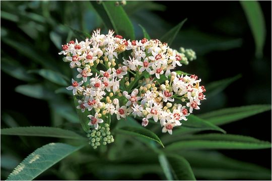 Image of danewort, dwarf elder